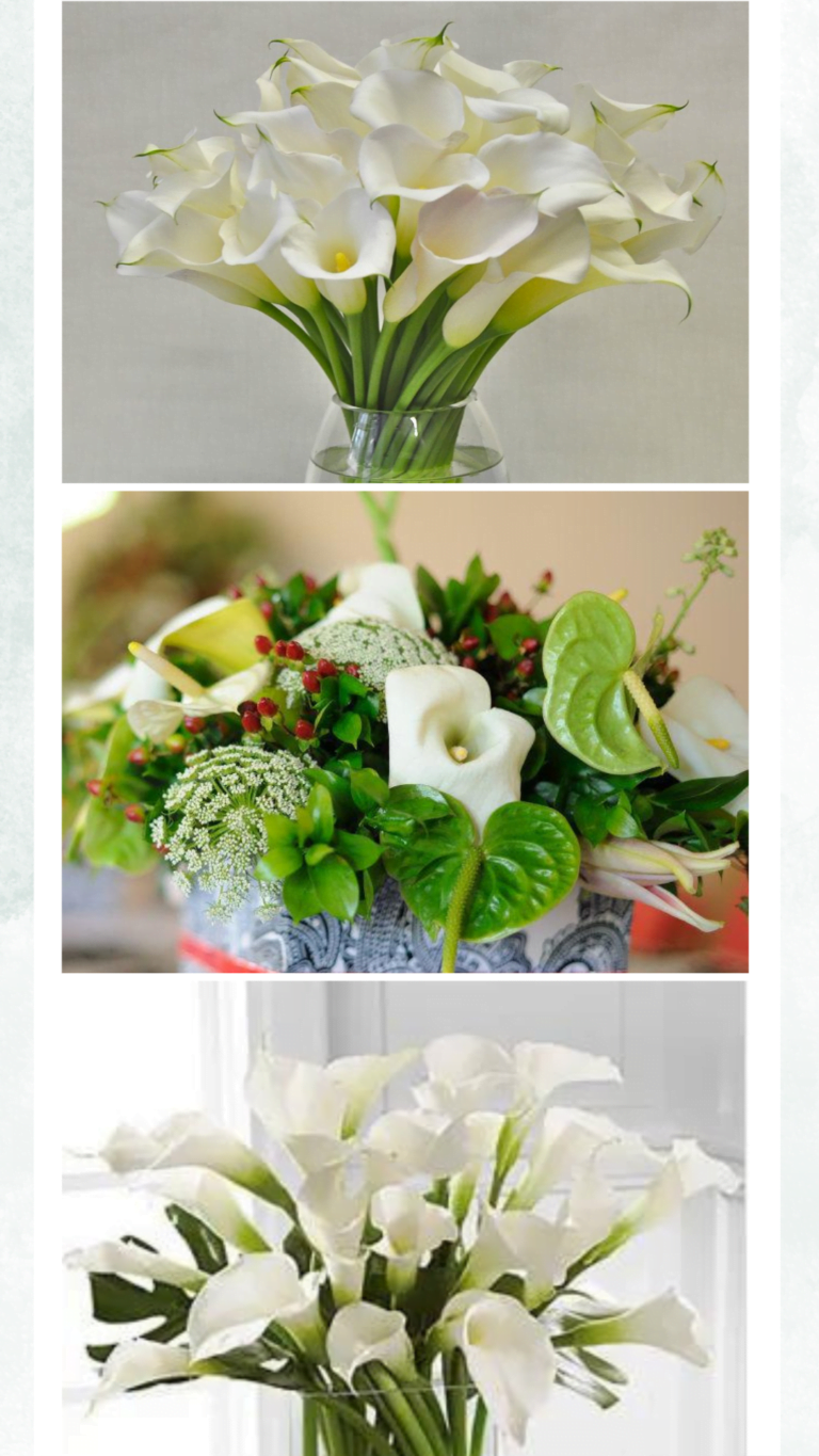 Lilies Category