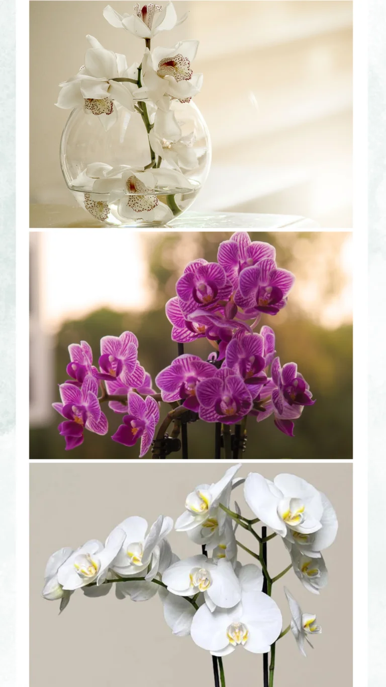 Orchid Plants Category
