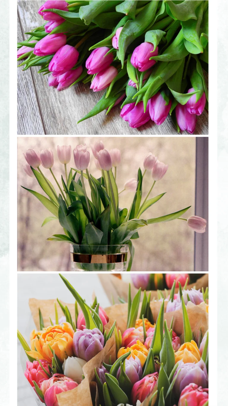 Tulips Category