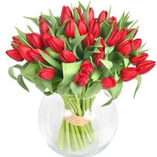 Valor Tulips