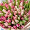 Paramour Plum_Happy Birthday