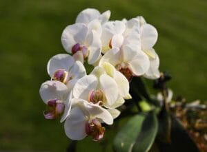 flowers, moth orchids, beautiful flowers, flower wallpaper, flower background, white flowers, botany, nature, horticulture, blossom, flora, close up, orchids