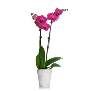 Plush Purple | Luxury Purple Orchid Plant Delivery in South Africa with Kaiflora