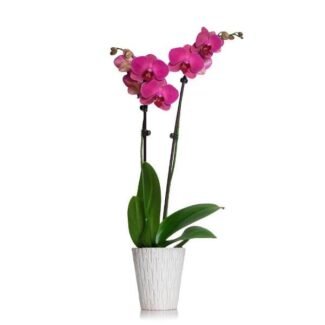 Plush Purple | Luxury Purple Orchid Plant Delivery in South Africa with Kaiflora