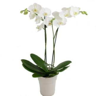 White Duet | Luxury White Orchid Plant Delivery in South Africa with Kaiflora