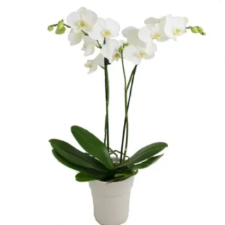 White Phalenopsis Orchid Plant